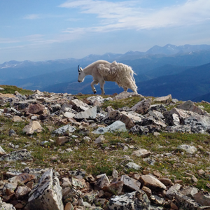 Quandary Peak (20).jpg